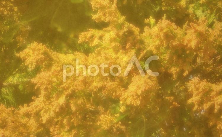 大量のスギ花粉飛散 スギ花粉,花粉症,花粉の写真素材
