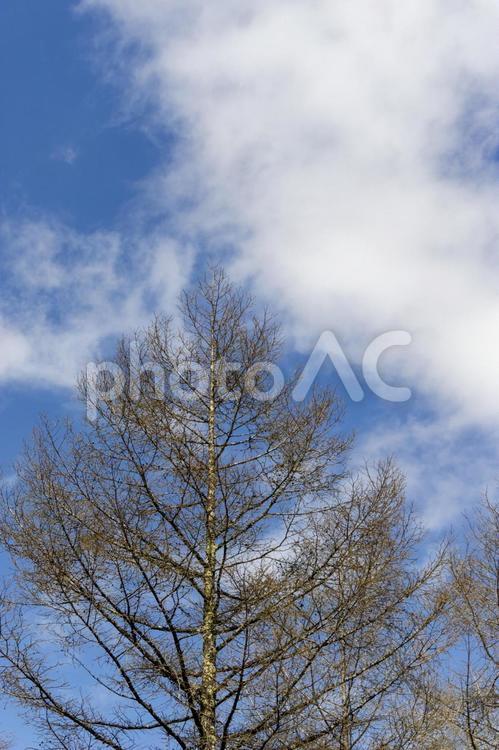 初春の空と木 木,空,青空の写真素材