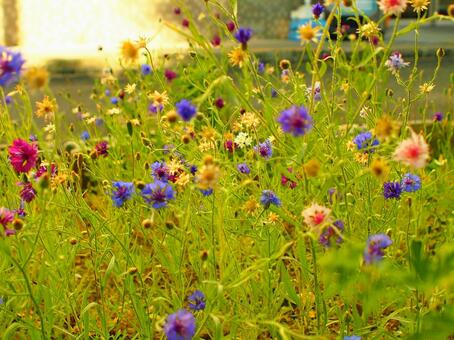 夕景と綺麗な花 夕景と綺麗な花の写真