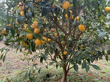 ゆずの木 柚子,冬至,ゆずの写真素材