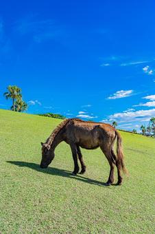鹿児島　開聞山麓自然公園（トカラ馬牧場） 開聞山麓自然公園,トカラ馬牧場,開聞岳の写真素材