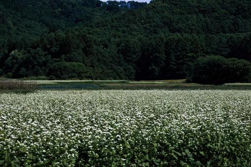 新そばの予感、白い花が一面に咲く高原風景 新そばの予感、白い花が一面に咲く高原風景 蕎麦,畑,花の写真素材