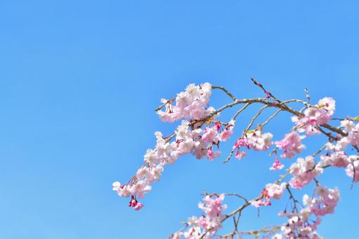 桜と空 桜,花,春の写真素材