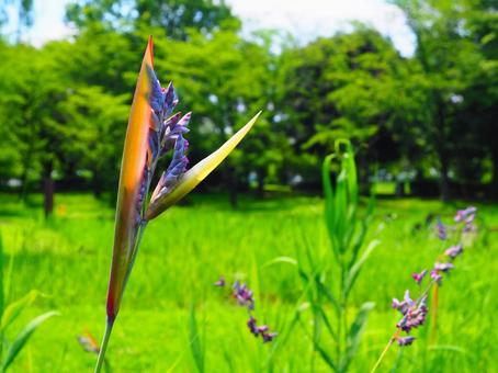 行田―開ききっていないミズカンナの花 行田―開ききっていないミズカンナの花 行田,古代蓮の里,水生植物園の写真素材