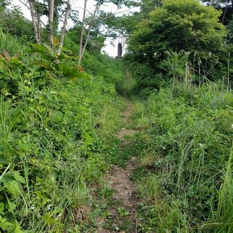 山頂へ向かう歩道 山頂へ向かう歩道の写真