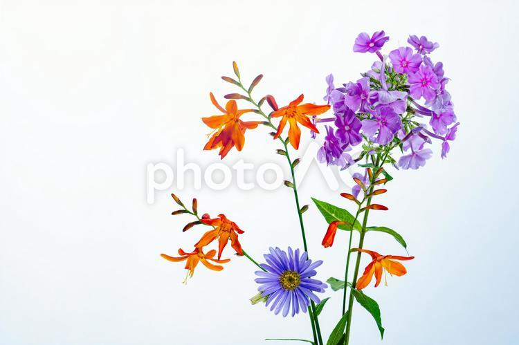 花束のイメージ 自然,花,素材の写真素材