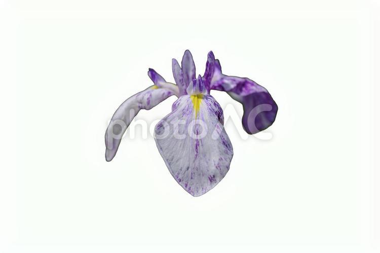 鮮かな菖蒲の花の切抜き　PSDあり 背景,切り抜き,部品の写真素材