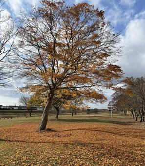 落ち葉と初冬 落ち葉,初冬,木の写真素材