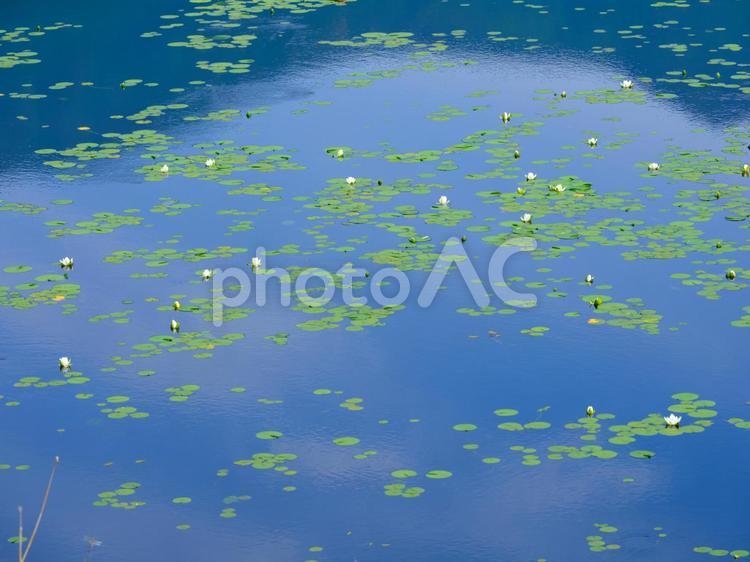水草の浮いた池 水草の浮いた池,水草,池の写真素材