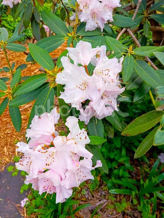 シャクナゲ　赤城自然園　群馬県渋川市 シャクナゲ,薄いピンク,花の写真素材