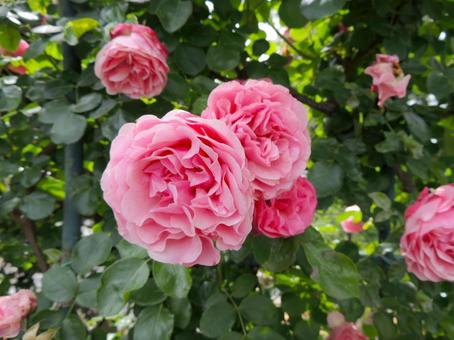 バラ レオナルド・ダ・ヴィンチの写真