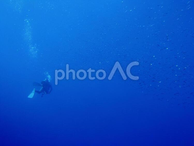 ダイバーとキビナゴの群れ ダイビング,ダイバー,青の写真素材