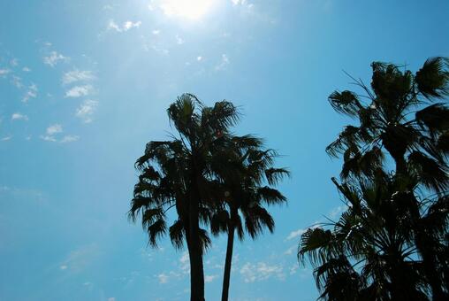 In the sun, tokyo, palm, southern country, JPG