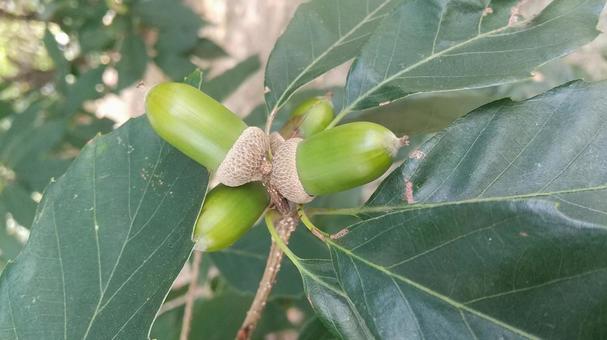 どんぐり どんぐり,オータム,ドングリの写真素材