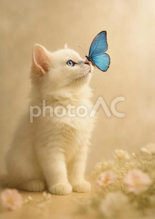 青い蝶々が鼻先にとまる長毛白猫子猫 しろねこ,シロネコ,長毛の写真素材