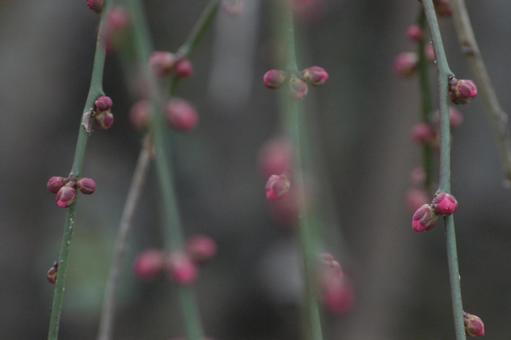 枝垂れ梅の蕾 枝垂れ梅の蕾 花,蕾,枝垂れ梅の写真素材