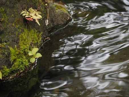 水の流れ　公園のせせらぎ③の写真