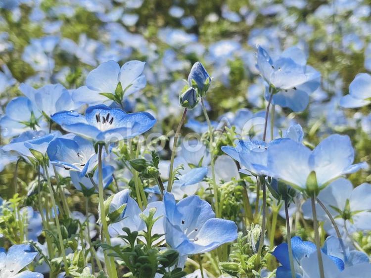 青い花／ネモフィラ　つぼみに寄り添う ネモフィラ,青い花,花の写真素材