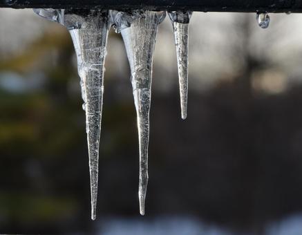 冬の日の綺麗なつらら、氷柱2 氷,冬,朝の写真素材