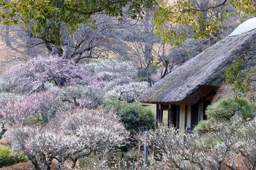 早春の梅園の写真