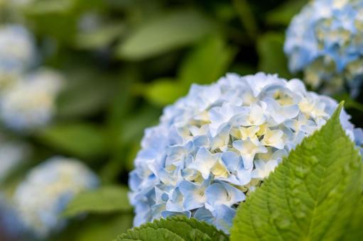 雨上がりの紫陽花(あじさい) 雨上がりの紫陽花(あじさい)の写真
