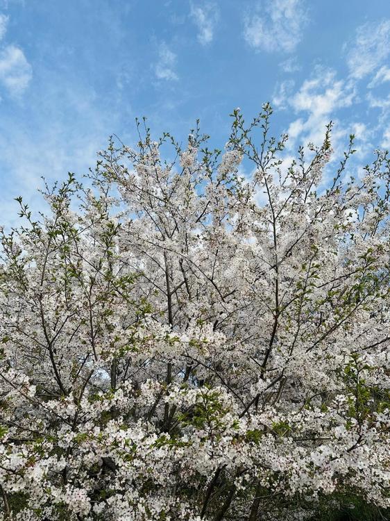 さくら 桜,さくら,樹木の写真素材