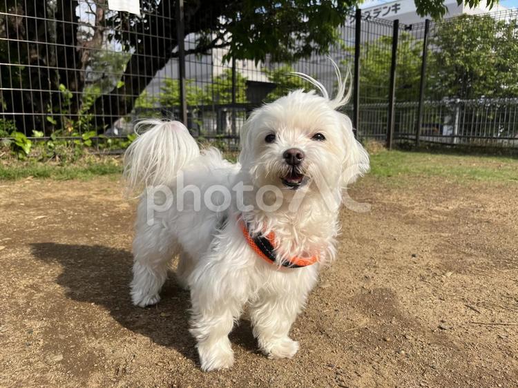 ドッグランで遊ぶ犬 犬,マルチーズ,かわいい犬の写真素材