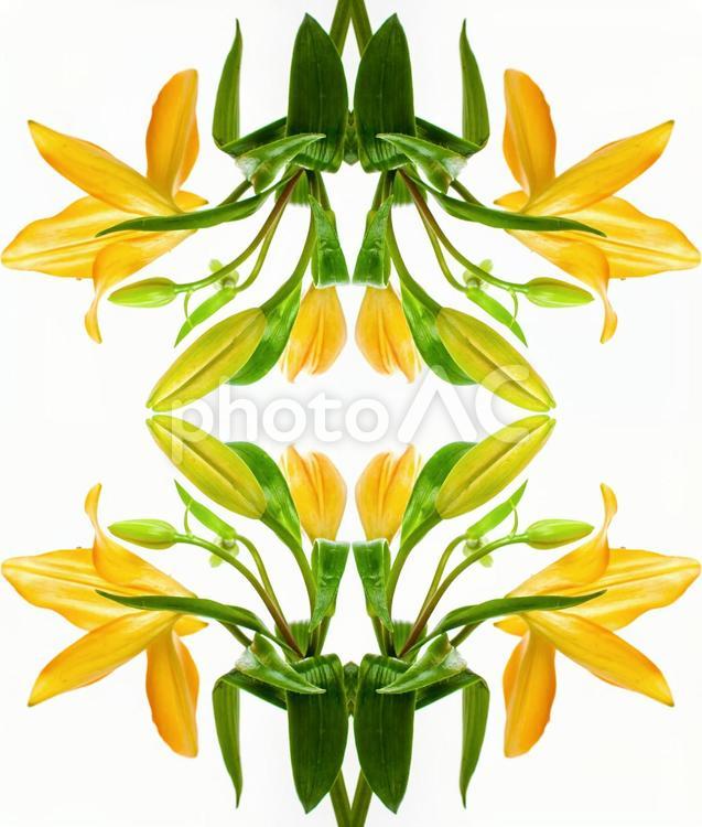 イエローカラーのユリ花柄イメージ素材 花,黄色,百合の写真素材