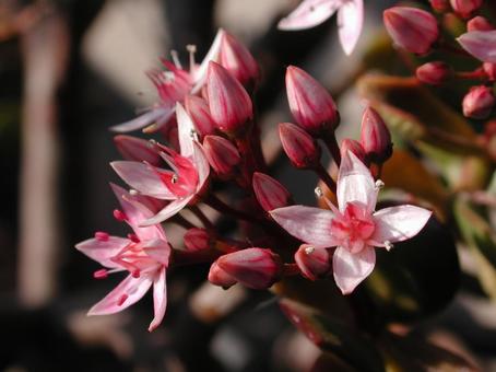 Photo, flowers and trees, floating inflorescence, star type, 