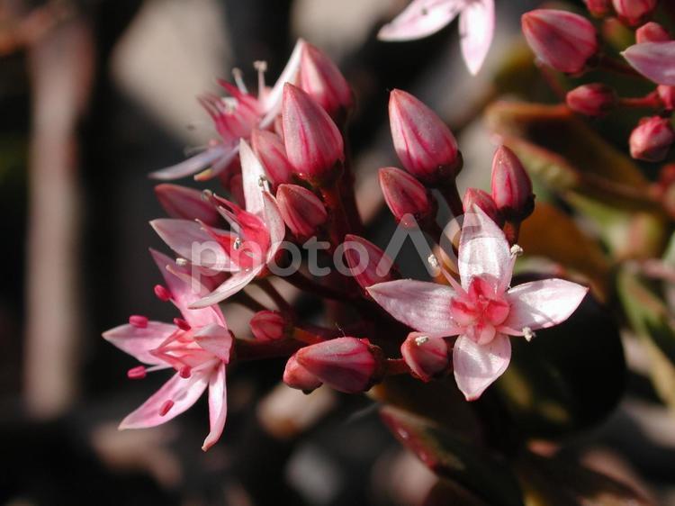 カネノナルキ・金の成る木　マクロ 花木,散房花序,星型の写真素材