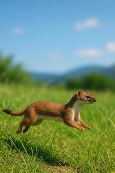 草原を走る夏毛のオコジョ 草原を走る夏毛のオコジョの写真