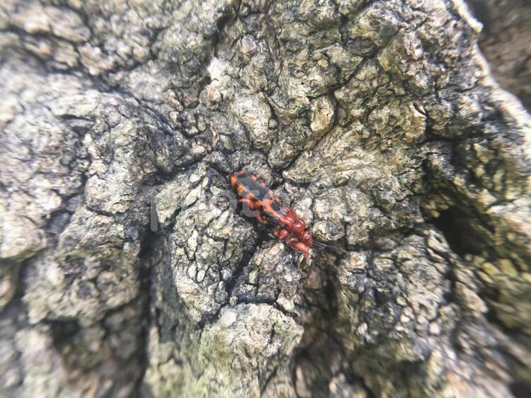 アカシマサシガメ アカシマサシガメ,サシガメ科,昆虫の写真素材