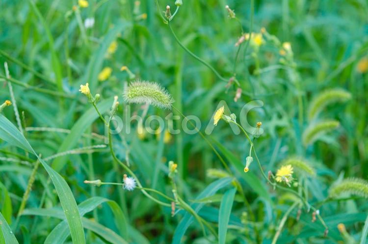 ［街角スナップ］エノコログサ 緑,みどり,草の写真素材