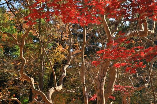 紅葉_09 紅葉_09の写真
