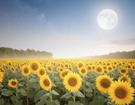 月夜に咲くひまわり畑 月夜に咲くひまわり畑の写真