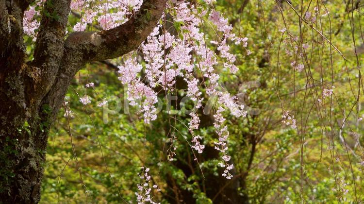 鬼怒川公園のシダレザクラ シダレザクラ,鬼怒川公園,ピンクの写真素材