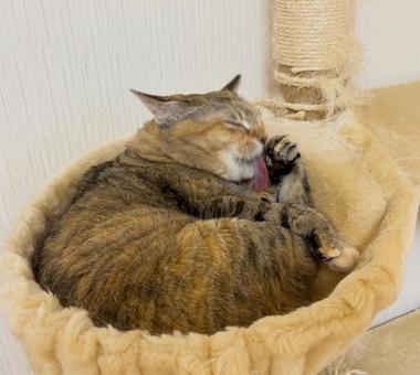 ふわふわバスケットで身づくろいのキジ猫 猫,身づくろい,キジ猫の写真素材