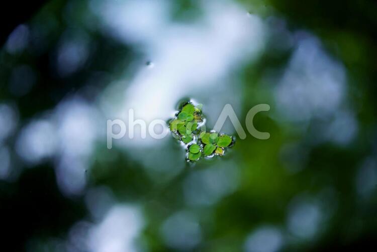 瓶の中の水草 水草,草,瓶の写真素材