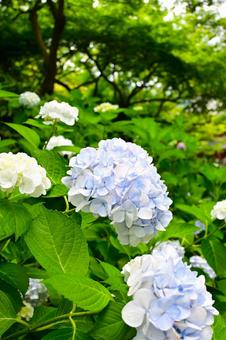 Hydrangeas blooming under the rainy season sky, JPG
