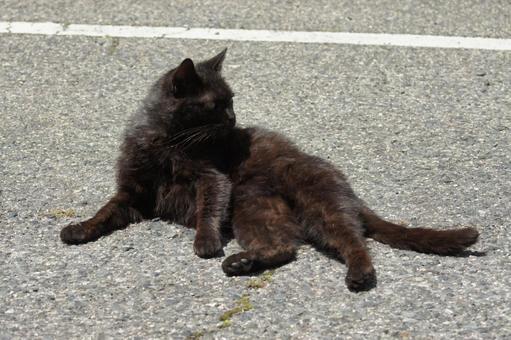 ねこ ねこの写真