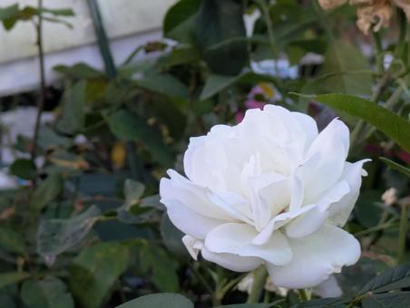 薔薇 薔薇の写真