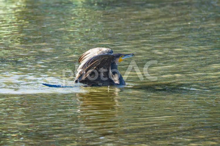 水辺で羽ばたくカワウ カワウ,野鳥,鳥の写真素材