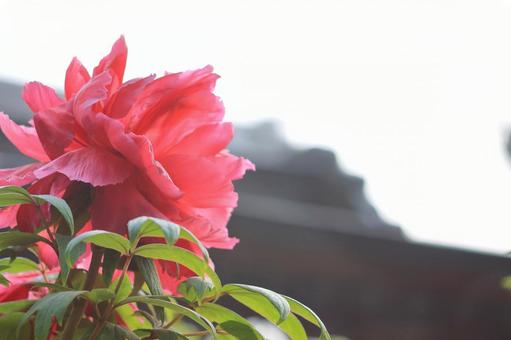 シャクヤクの写真