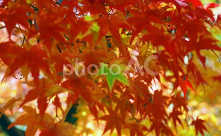 一枚の葉 京都府,和,寺の写真素材