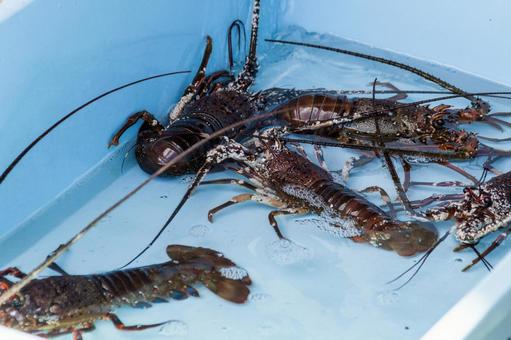 水揚げされた鮮魚6(田原市) 水揚げされた鮮魚6(田原市)の写真