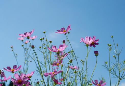 コスモスと青空 コスモス,秋,青空の写真素材