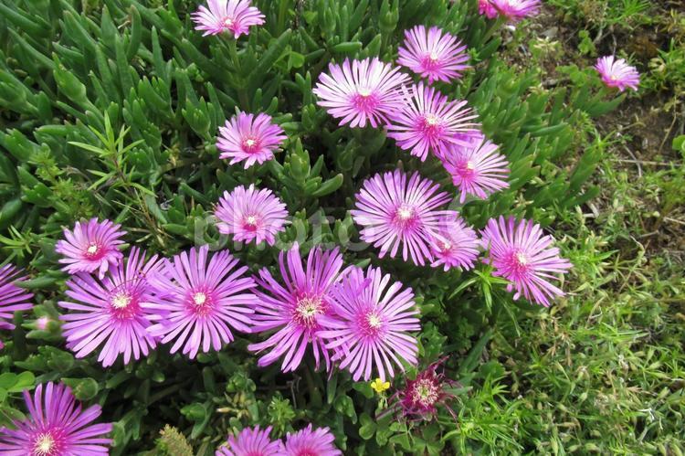 草地に群生するピンク色のマツバギク マツバギク,菊,花の写真素材