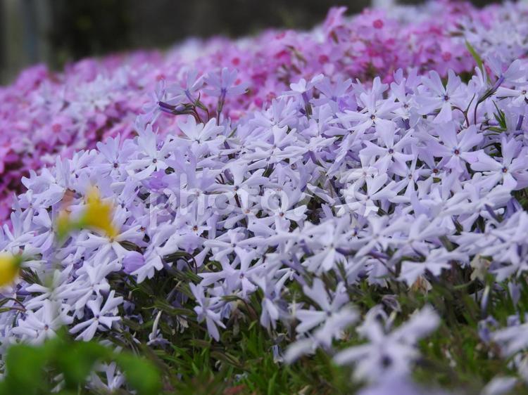 お花の絨毯 春,花,散歩道の写真素材