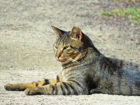のんびりリラックスしている猫 のんびりリラックスしている猫 猫,動物,哺乳類の写真素材