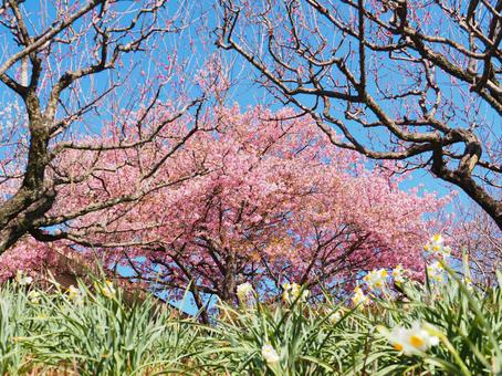 青空と水仙と桜 青空と水仙と桜の写真